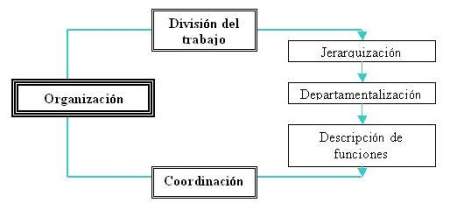 etapas de la organización